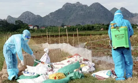 1.000 con vịt nhiễm cúm gia cầm tại Ninh Bình, phải tiêu hủy