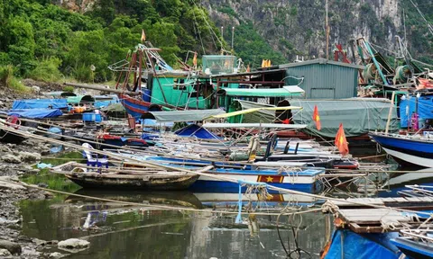 Bến cảng bị bồi lắng, ngư dân Quảng Ninh chật vật tìm nơi neo đậu tàu cá