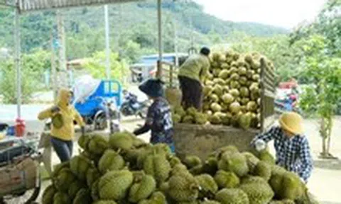 Lâm Đồng chấn chỉnh tình trạng mua bán, cho mượn mã số vùng trồng sầu riêng
