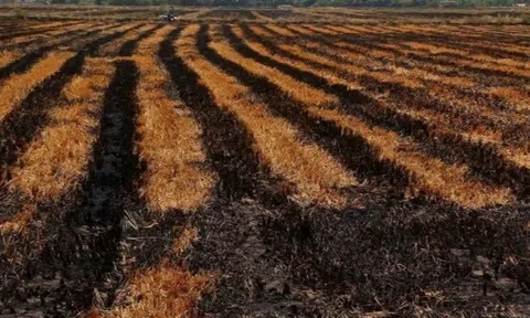 Khả năng El Nino rất mạnh: Việt Nam đối mặt nhiều đợt nắng nóng, bão mạnh