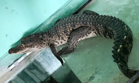 Cá sấu dài cả mét vào nhà dân ở trung tâm thành phố