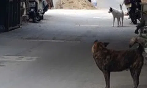 Đà Nẵng lập khu nuôi nhốt chó thả rông, quá 48 giờ không ai nhận sẽ xử lý