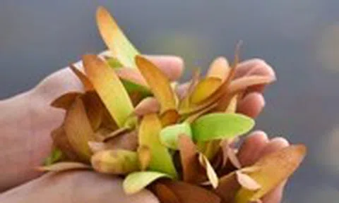 Cuộc gặp tình cờ dưới tán chò nâu bay