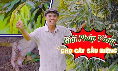 Kinh nghiệm giúp vườn sầu riêng phát triển nhanh, quả ngon vàng ngọt