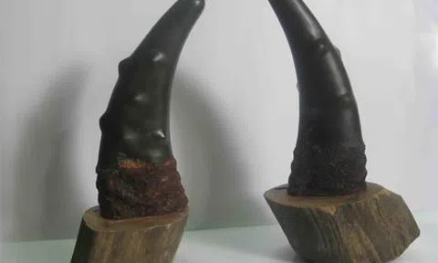 Hiểm họa khôn lường từ việc dùng sừng tê giác chữa bệnh cho trẻ em