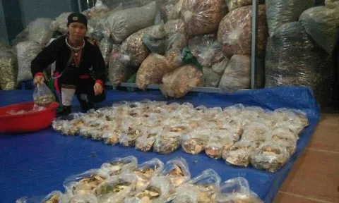 Kỳ 7: Người đàn ông bị “bác sĩ chỉ định mổ thay khớp háng” thoát kiếp nạn nhờ thảo dược núi Tản