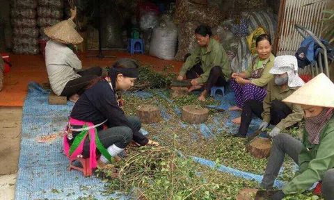 Kỳ 5: Bí quyết biến các vị thuốc trị tiểu đường thành "thần dược" của lương y núi Tản
