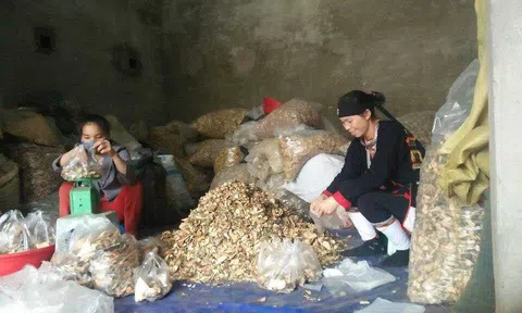 Kỳ 8: Tinh hoa hội tụ trong bài thuốc trị tiểu đường nổi tiếng của người dao