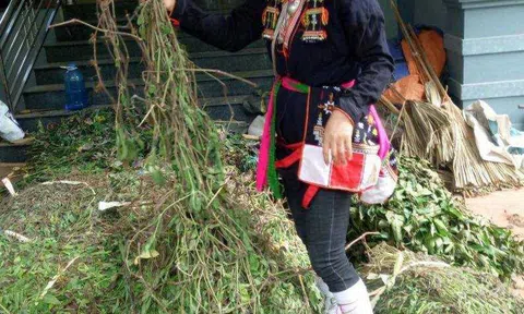 Bí quyết điều chế dược liệu đẩy lùi bệnh đau dạ dày của "thần y" núi Tản