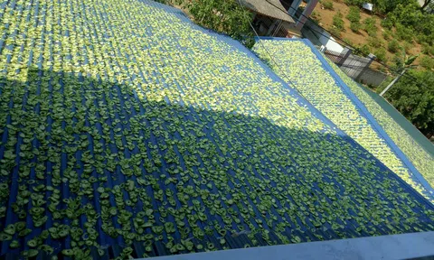 Thoát "án tử" nhờ bài thuốc xương khớp của "thần y" núi Tản