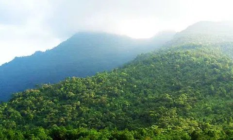 Cây dây leo kỳ dị chữa bệnh xương khớp khiến nhà khoa học cũng kinh ngạc