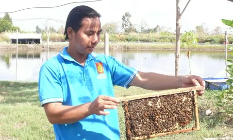 Hé lộ mô hình nuôi ong “rẻ nhất quả đất” mang lại thu nhập “khủng”